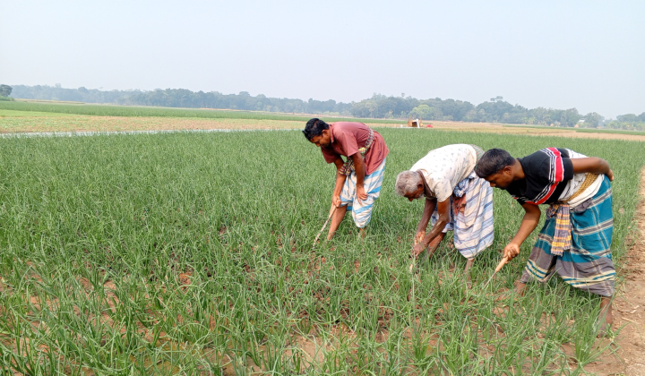 নতুন আশায় স্বপ্ন বুনছেন ফরিদপুরের পেঁয়াজ চাষিরা