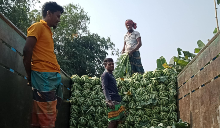 প্রতি পিস ফুলকপি ২ টাকা, কৃষকের মাথায় হাত