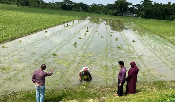 আমন ধানের স্বপ্ন বুনছে উপকূলের কৃষকরা