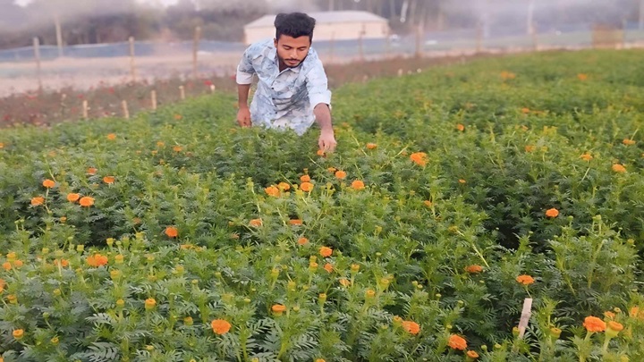 ফুল চাষে সাফল্যের স্বপ্ন দেখছেন মেহেদী হাসান মানিক