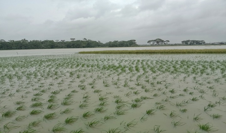 বরগুনায় আমন চাষাবাদের বীজ পানির নীচে, কৃষকের মাথায় হাত