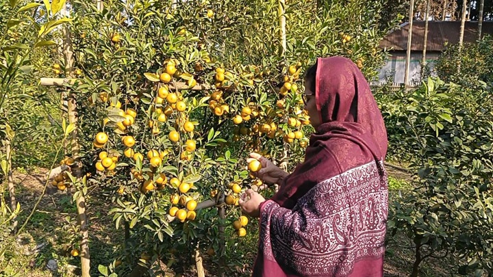 চায়না কমলা চাষে প্রধান শিক্ষকের সাফল্য