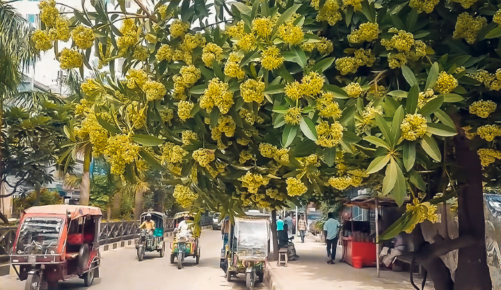 ছাতিমের সুবাসে হেমন্তের হাওয়া