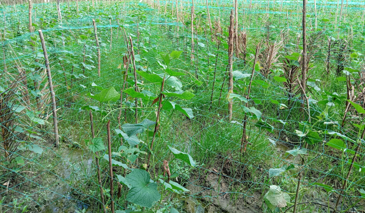 বাজারে শীতকালীন সবজি আনতে ব্যস্ত লামার কৃষকেরা