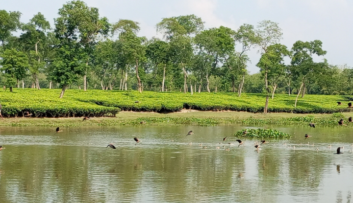 শ্রীমঙ্গলের অতিথি পাখিদের আগমন