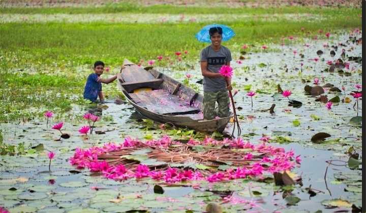 লাল শাপলার স্বর্গরাজ্যে হারাতে পর্যটকদের ভিড়