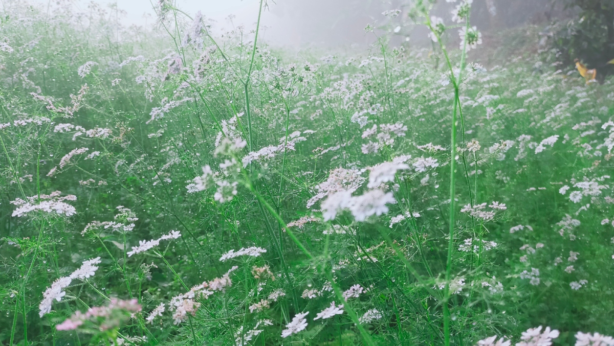 ময়মনসিংহের নান্দাইলে বেড়েছে ধনিয়া চাষ