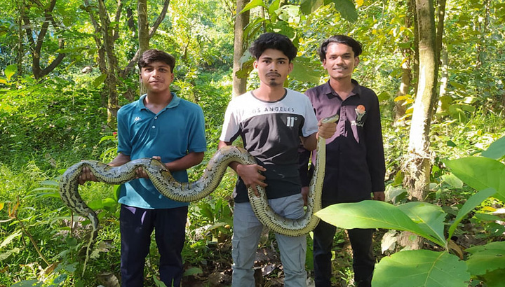 বাড়ির রান্নাঘরে ১০ ফুট লম্বা অজগর!