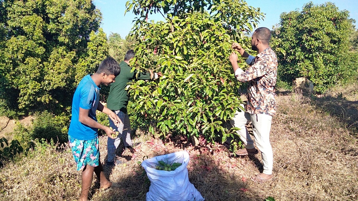 পাহাড়ে জলপাই চাষে চাষিদের আগ্রহ বাড়ছে