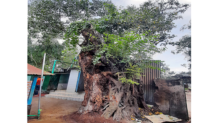 আদমদীঘিতে বটগাছ  নিয়ে আতঙ্কিত শিক্ষার্থী ও পথচারীরা