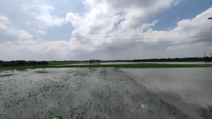 অভয়নগরে আমন ধান চাষে লক্ষ্যমাত্রা পূরণ হয়নি