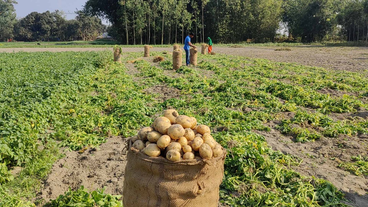 ভাল ফলন হলেও বড় লোকসানে আলু চাষিরা