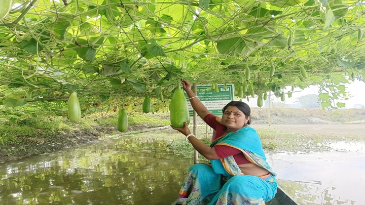 লাউ চাষ করে স্বাবলম্বী বরিশালের রানী