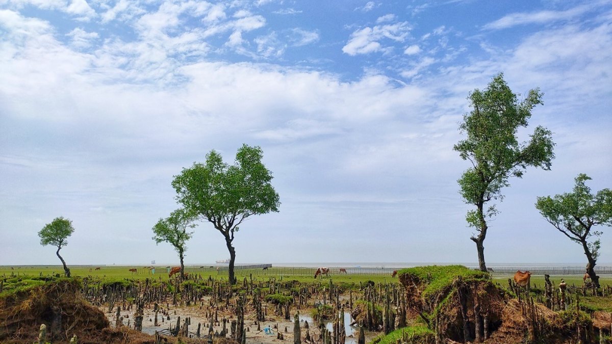 গুলিয়াখালী সবুজে বেষ্টিত এক সৈকত