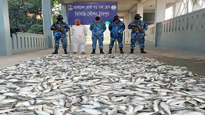 হাইমচর থেকে ৩০ মণ জাটকা জব্দ