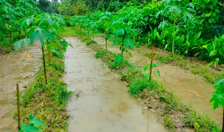 জীবননগরে ভারী বর্ষণে ফসলের চরম ক্ষতি