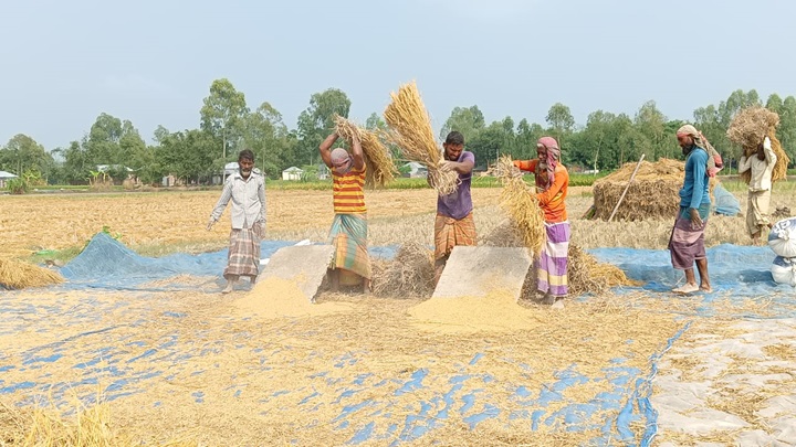 তিস্তার চরের আগাম আমন ধানে মঙ্গা তাড়ানোর স্বপ্ন কৃষকের