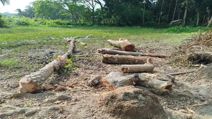 বিদ্যালয়ের গাছ কাটার অভিযোগ প্রভাবশালীদের বিরুদ্ধে