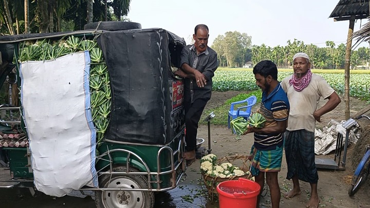 আগাম ফুলকপি চাষে ঘুরে দাঁড়ানোর স্বপ্ন কৃষকের