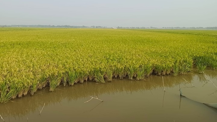 আমন ধান ঘরে তুলতে প্রস্তুতি নিচ্ছে কয়রার চাষিরা