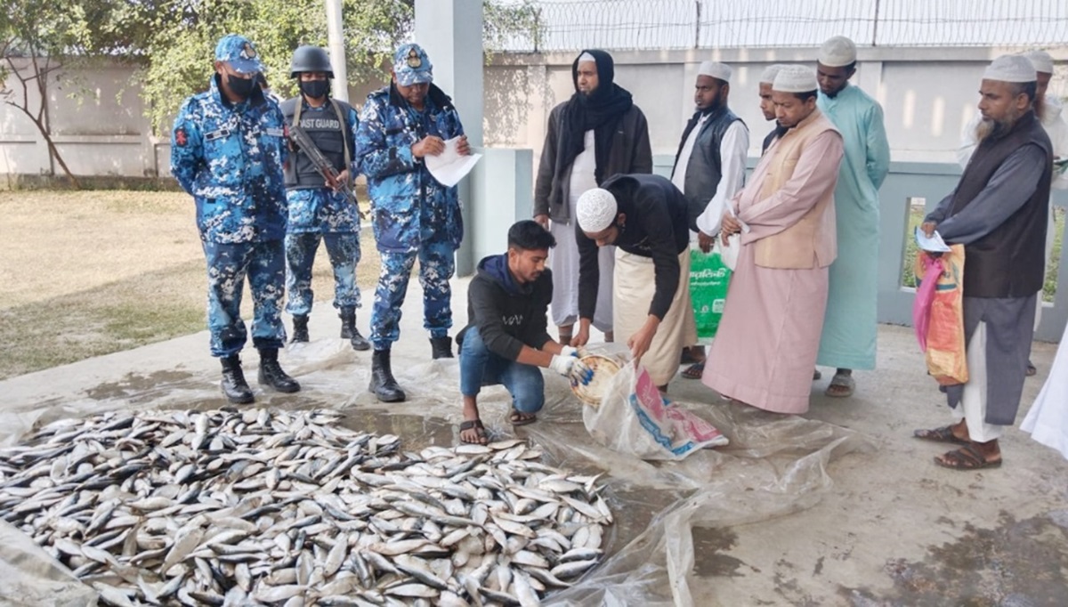 হাইমচর চরভৈরবী থেকে ৫০০ কেজি জাটকা জব্দ