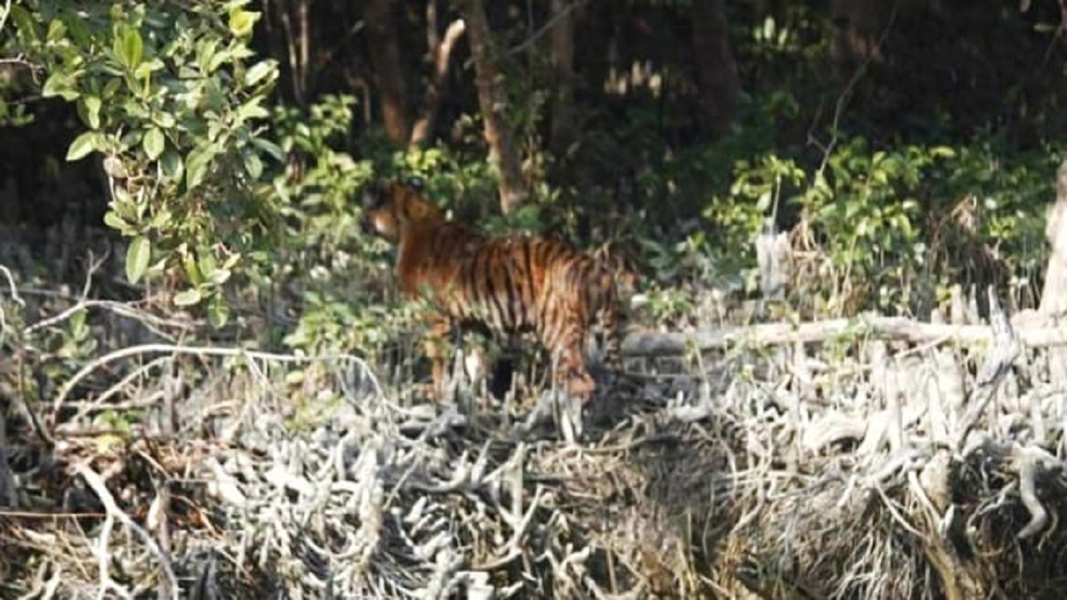 একসঙ্গে ৩ বাঘের দেখা পেলেন সুন্দরবনের পর্যটকরা