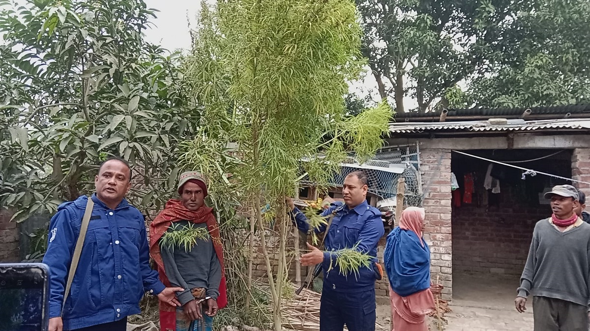 বদলগাছীতে বাড়ির উঠানে গাঁজার চাষ, আটক ১