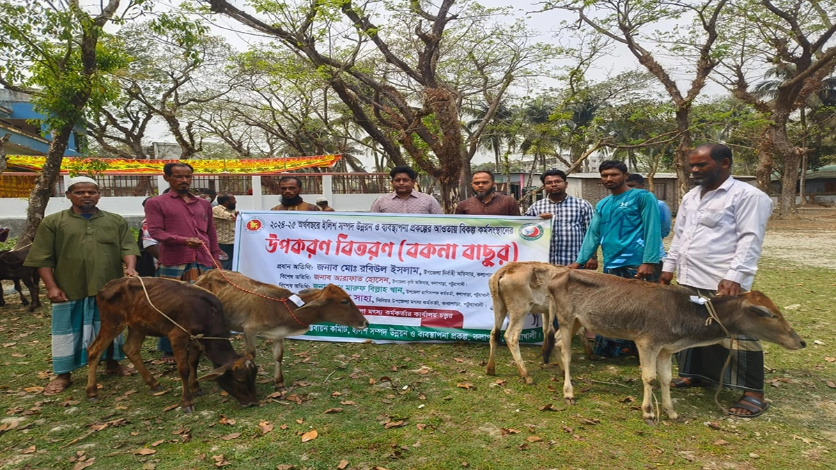 কলাপাড়ায় জেলেদের মাঝে বকনা বাছুর বিতরণ