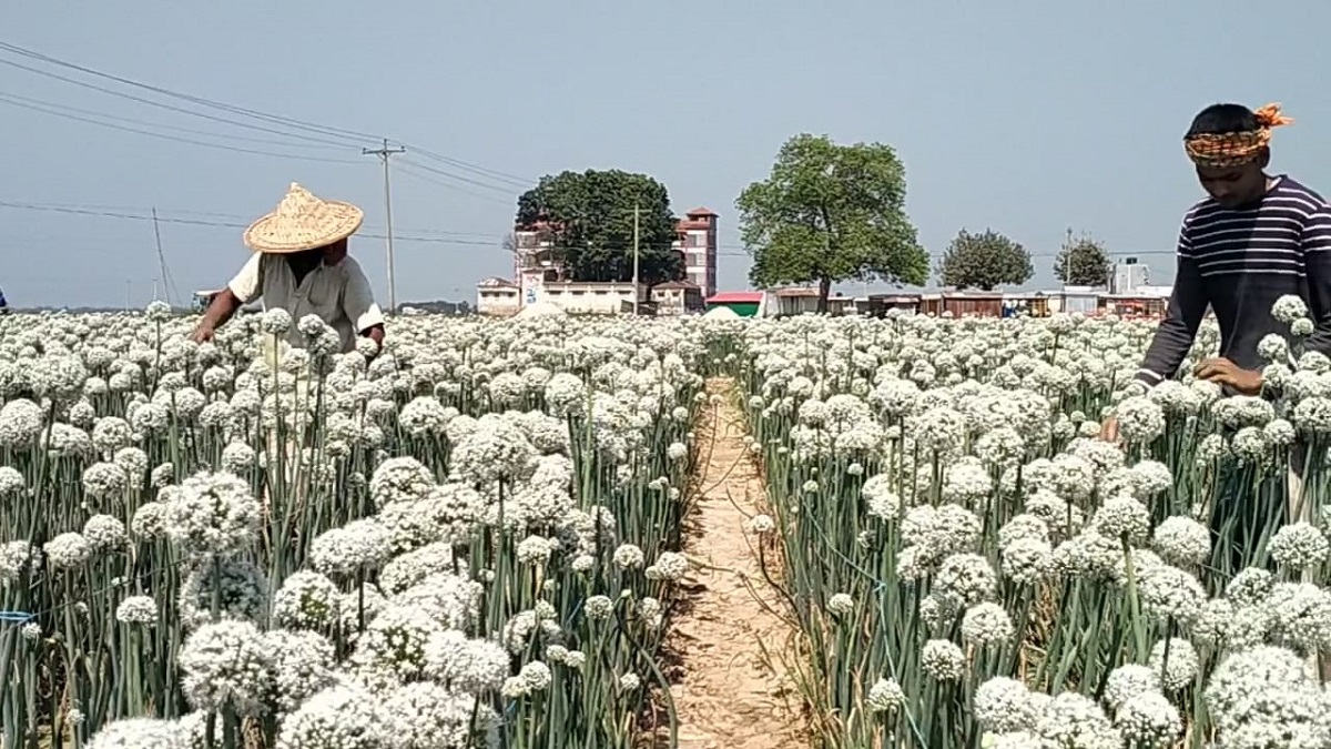 নলডাঙ্গায় বেড়েছে কালো সোনার চাষ