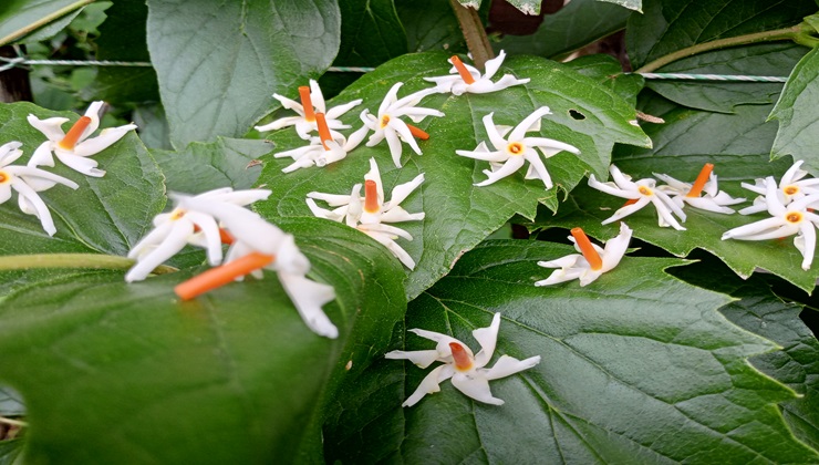 শিশিরভেজা শরতের শিউলি ফুলের ছোঁয়া