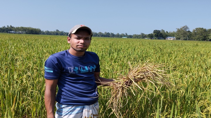 কালীগঞ্জে আমন খেতে ইঁদুরের উপদ্রব, দুশ্চিন্তায় কৃষক