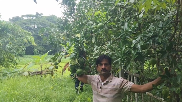 মাল্টা চাষে সফল উদ্যোক্তা মানিক, বছরে আয় ১০ লাখ টাকা