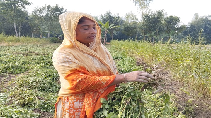 বাদাম চাষে সফলতার স্বপ্ন দেখছেন জেসমিন