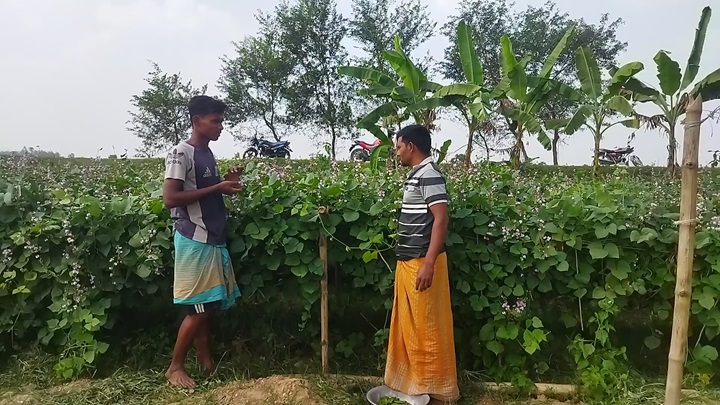 মেহেরপুরে শিম চাষ করে স্বাবলম্বী চাষিরা