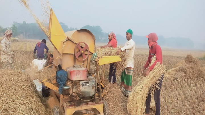 নান্দাইলে আমন ধান ঘরে তুলতে ব্যস্ত কৃষক