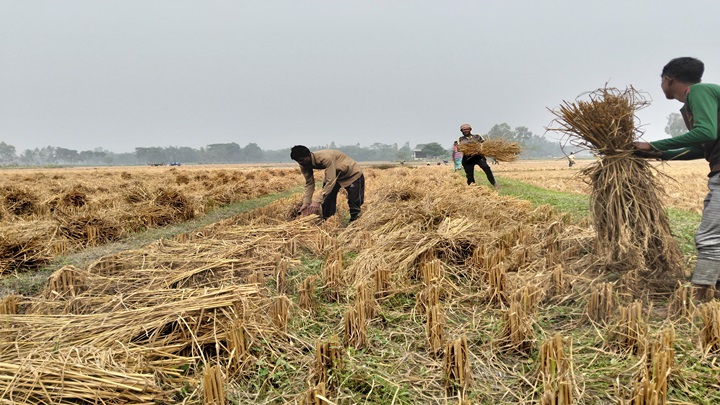 আমন-ধানের বাম্পার ফলনে কৃষকের মুখে হাসি