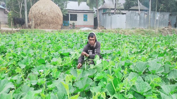 নান্দাইলে লাউ শাক চাষ করে লাভবান কৃষক