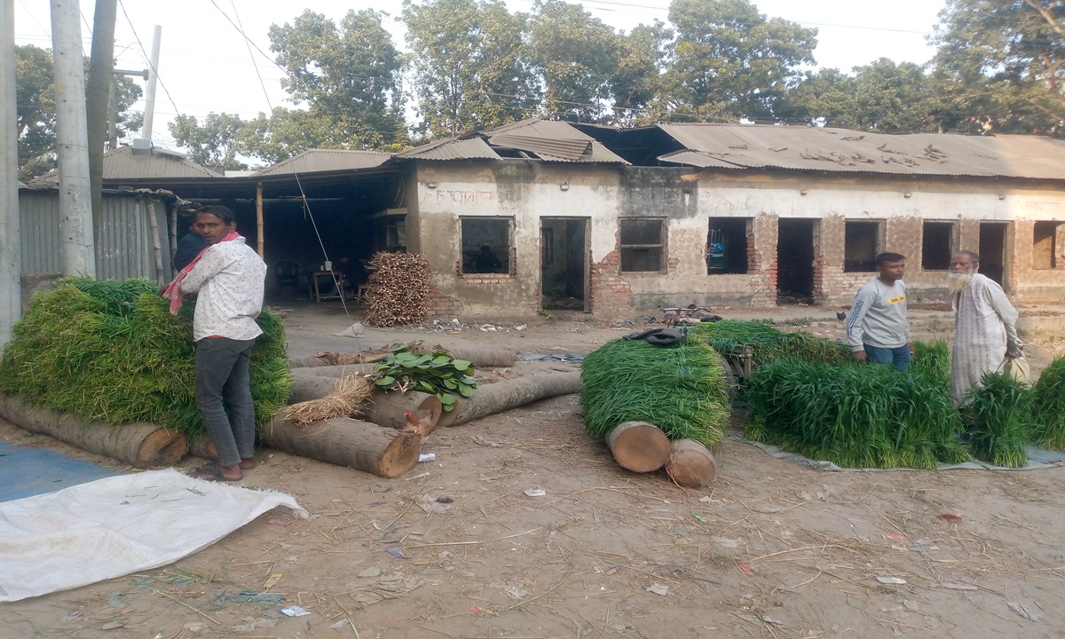 সারিয়াকান্দিতে পশুখাদ্য হিসেবে গমের গাছ বিক্রি করেছেন কৃষকরা