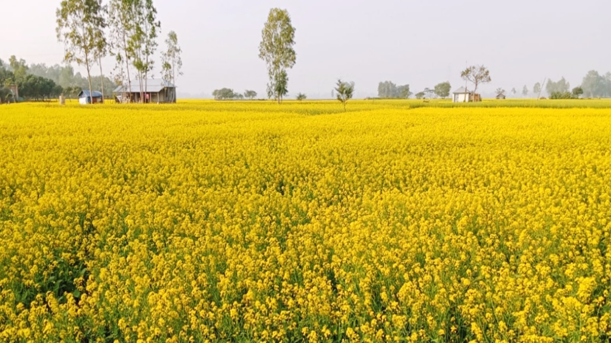 সরিষার লক্ষ্যমাত্রায় ধস, বিপর্যয়ের শঙ্কা নেই