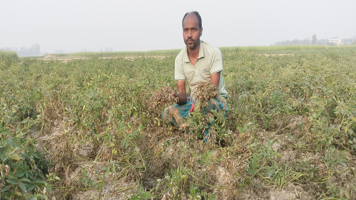 ভুল কীটনাশকে কৃষকের আলু ক্ষেত নষ্ট