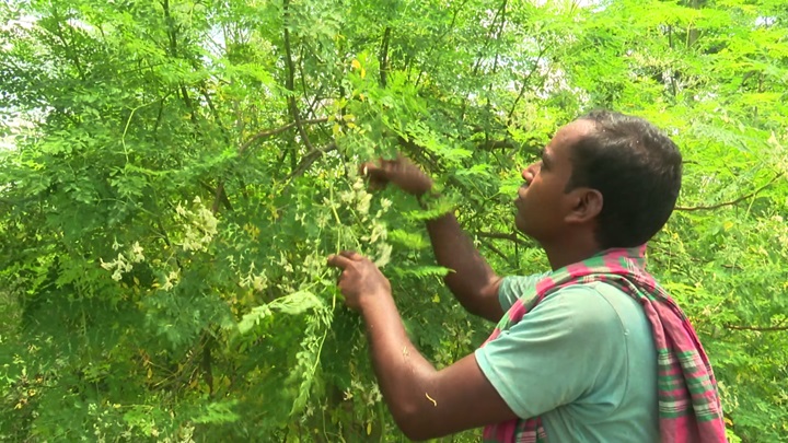 চৌগাছায় বাণিজ্যিকভাবে চাষ হচ্ছে বারোমাসি সজনে