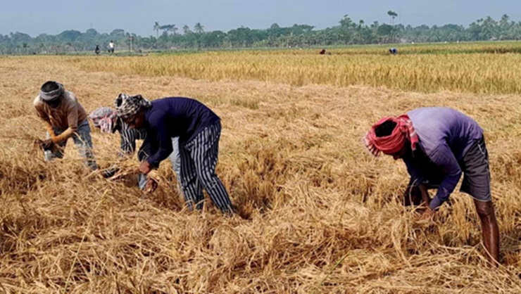 আমনের বাম্পার ফলনে রামপালে কৃষকের মুখে হাসি