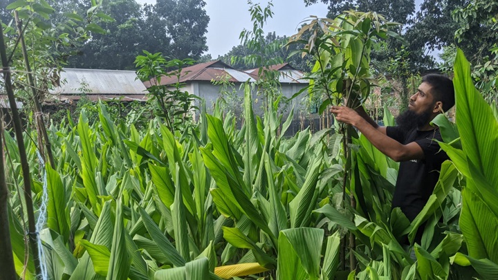 গাছের ফাঁকে হলুদ চাষে বাড়তি আয়