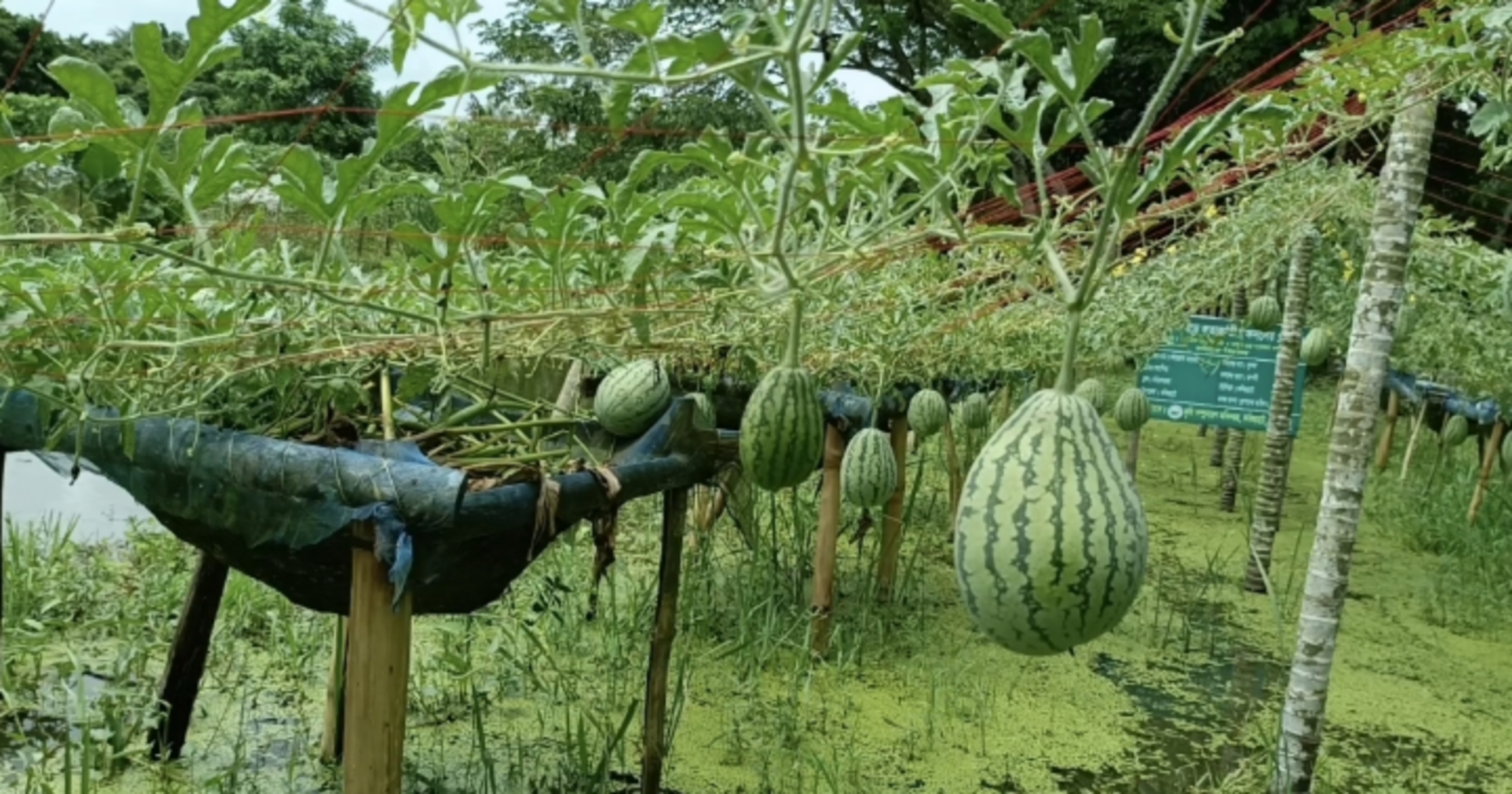 সাড়া ফেলছে বাগেরহাটের ভাসমান মাচায় সবজি চাষ