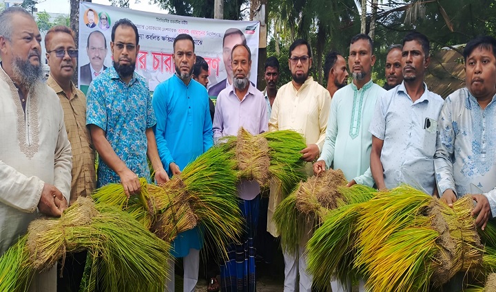 রায়পুরে কৃষক দলের বিনামূল্যে ধানের চারা বিতরণ