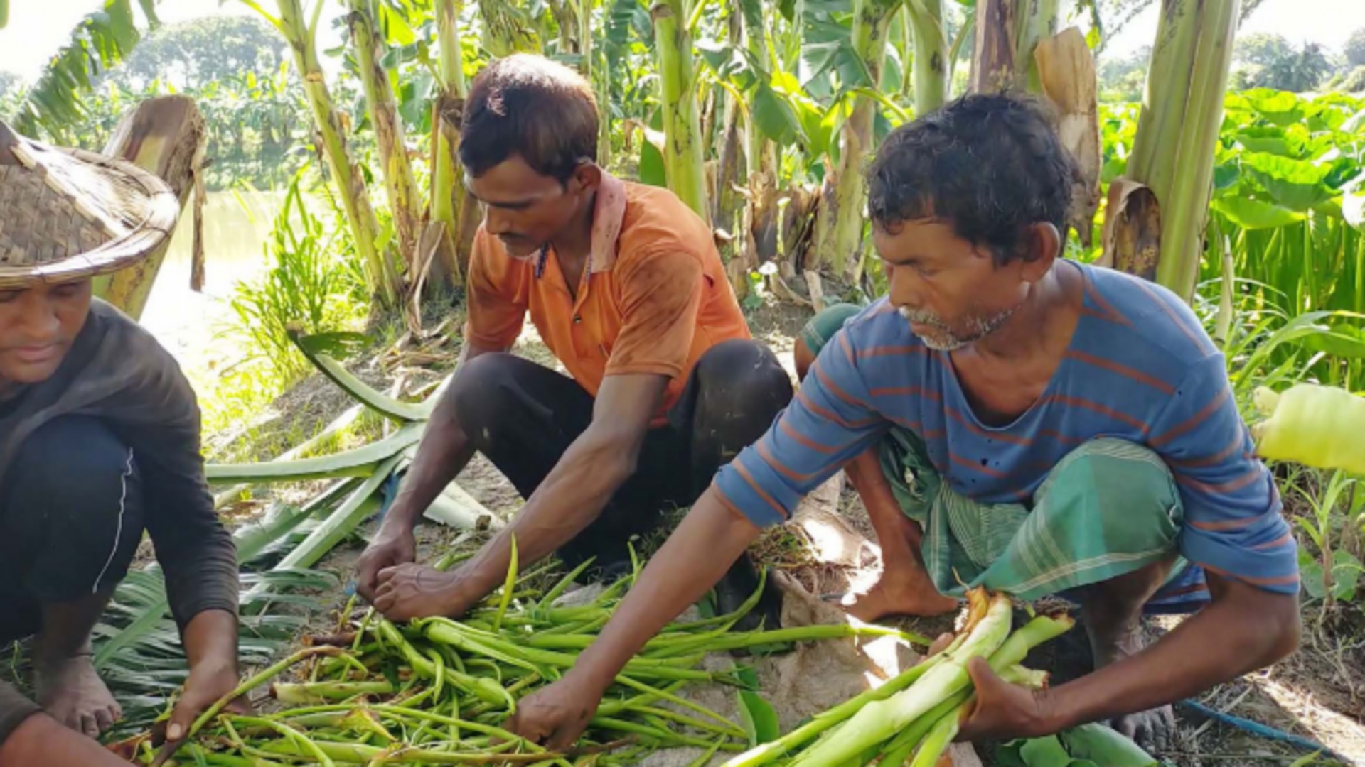 মেহেরপুরে লতি চাষে লাভবান কৃষক