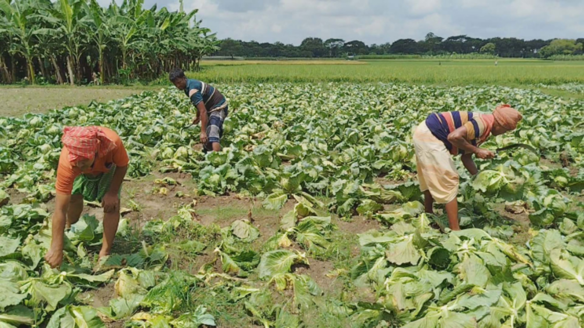 আগাম বাঁধাকপি-ফুলকপি চাষে তিনগুণ লাভবান কৃষক