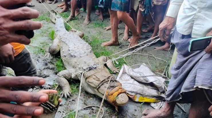 লক্ষ্মীপুরে ধরা পড়ল ৫ মণ ওজনের কুমির