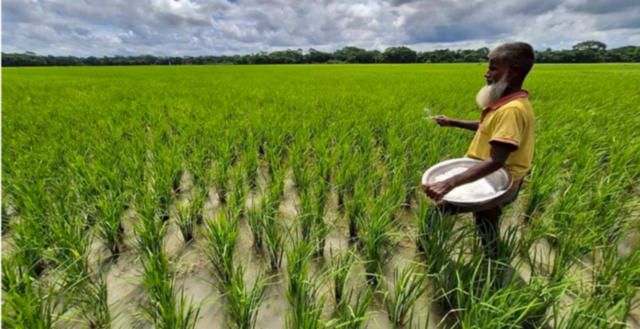 আমন উৎপাদনে আবাদ, অতি বর্ষণে চরম দুঃশ্চিন্তায় কৃষকরা