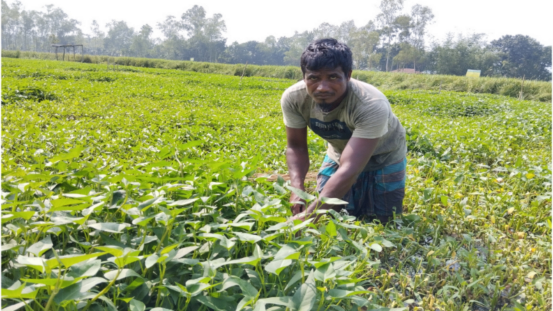 ডোবার পানিতে ভাসমান কলমিশাক চাষে শরিফুলের ভাগ্য বদল